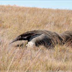 Tamanduá-bandeira, Parque Nacional da Serra da Canastra - Foto: Roberto Torrubia