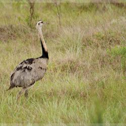 Ema, Parque Nacional da Serra da Canastra - Foto: Roberto Torrubia